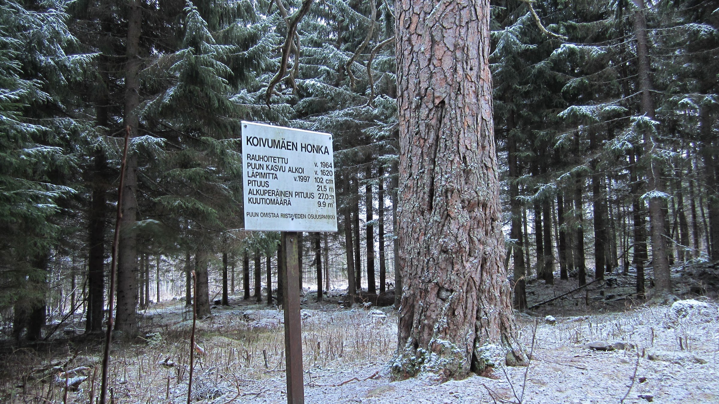 Koivumäki Pine (nearly 400-year-old pine)